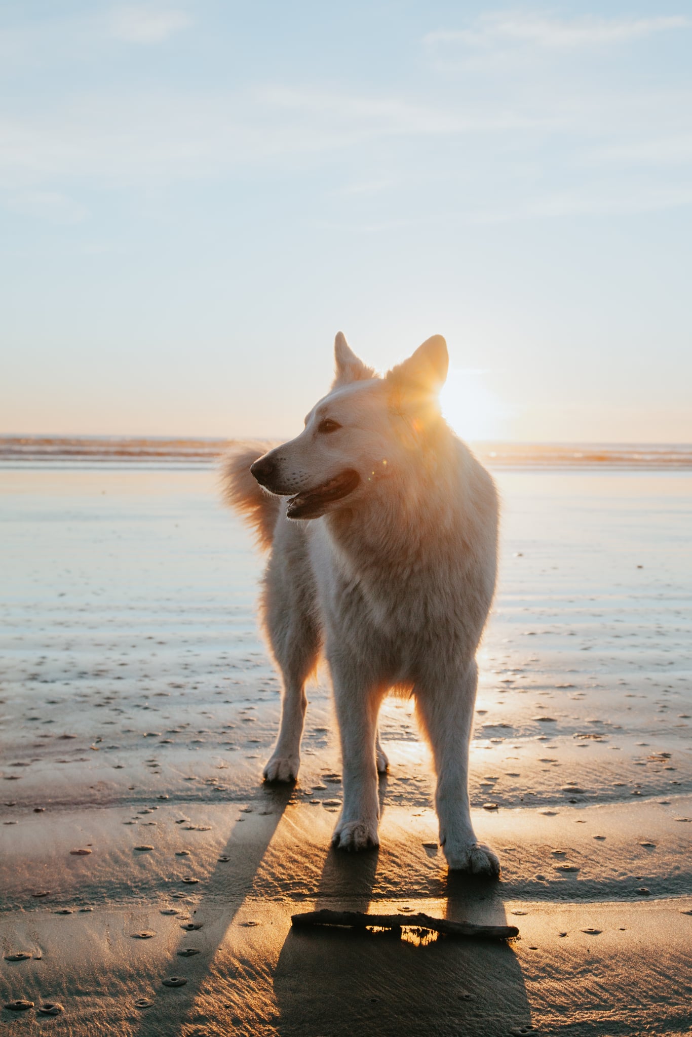 Dog looking at a laptop screen