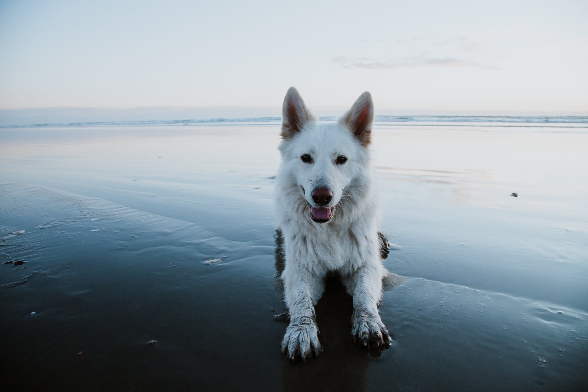 Dog at a photo shoot