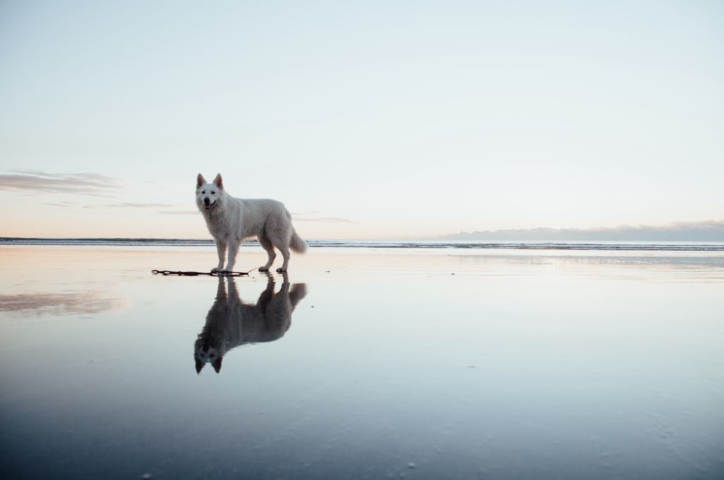 Dogs at a photography session