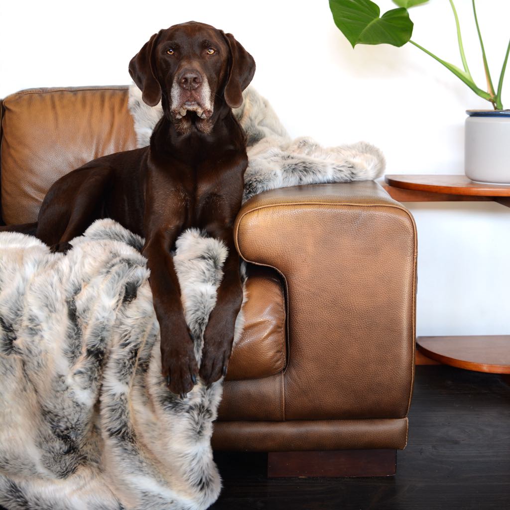 Dog being photographed in studio