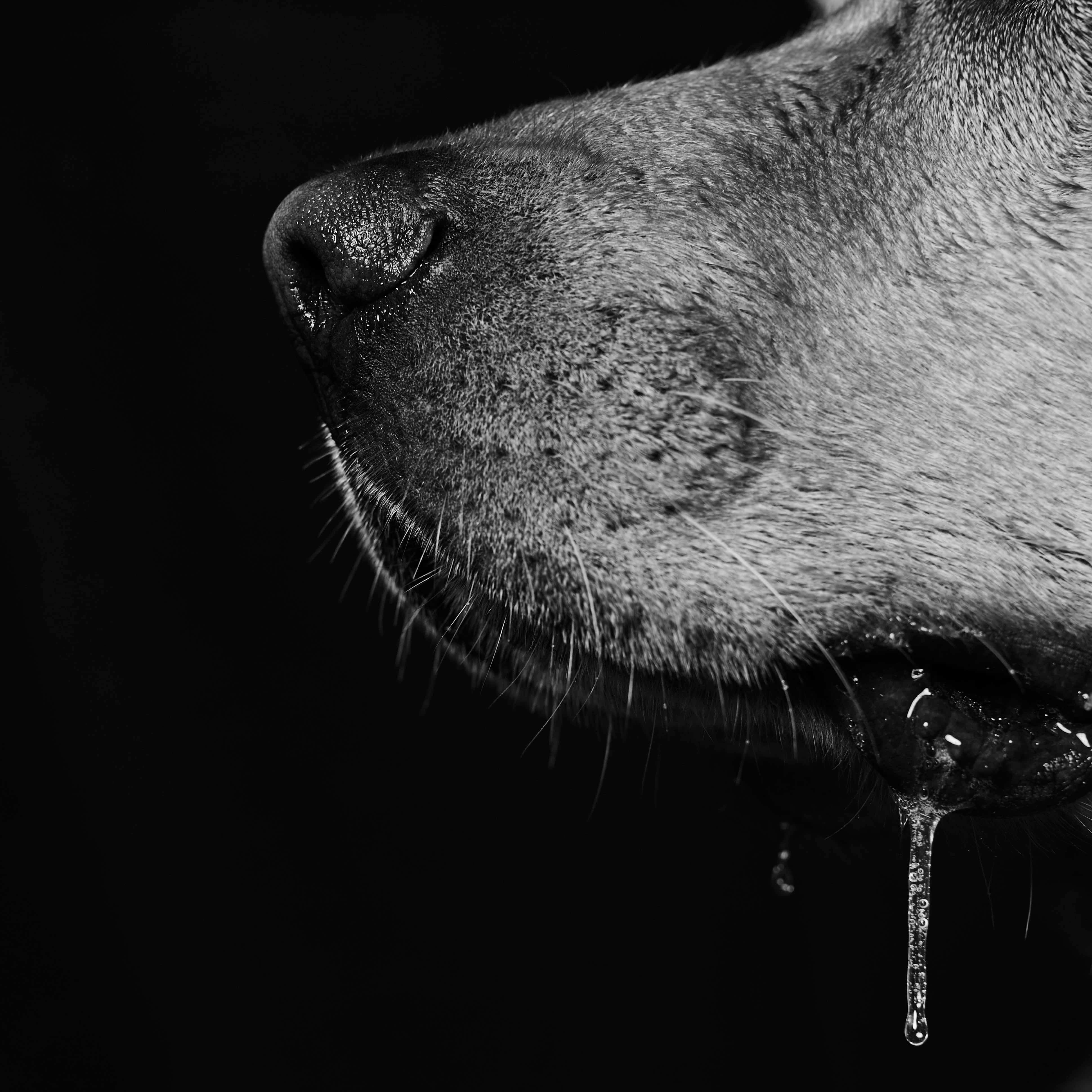 Dog photographer in action