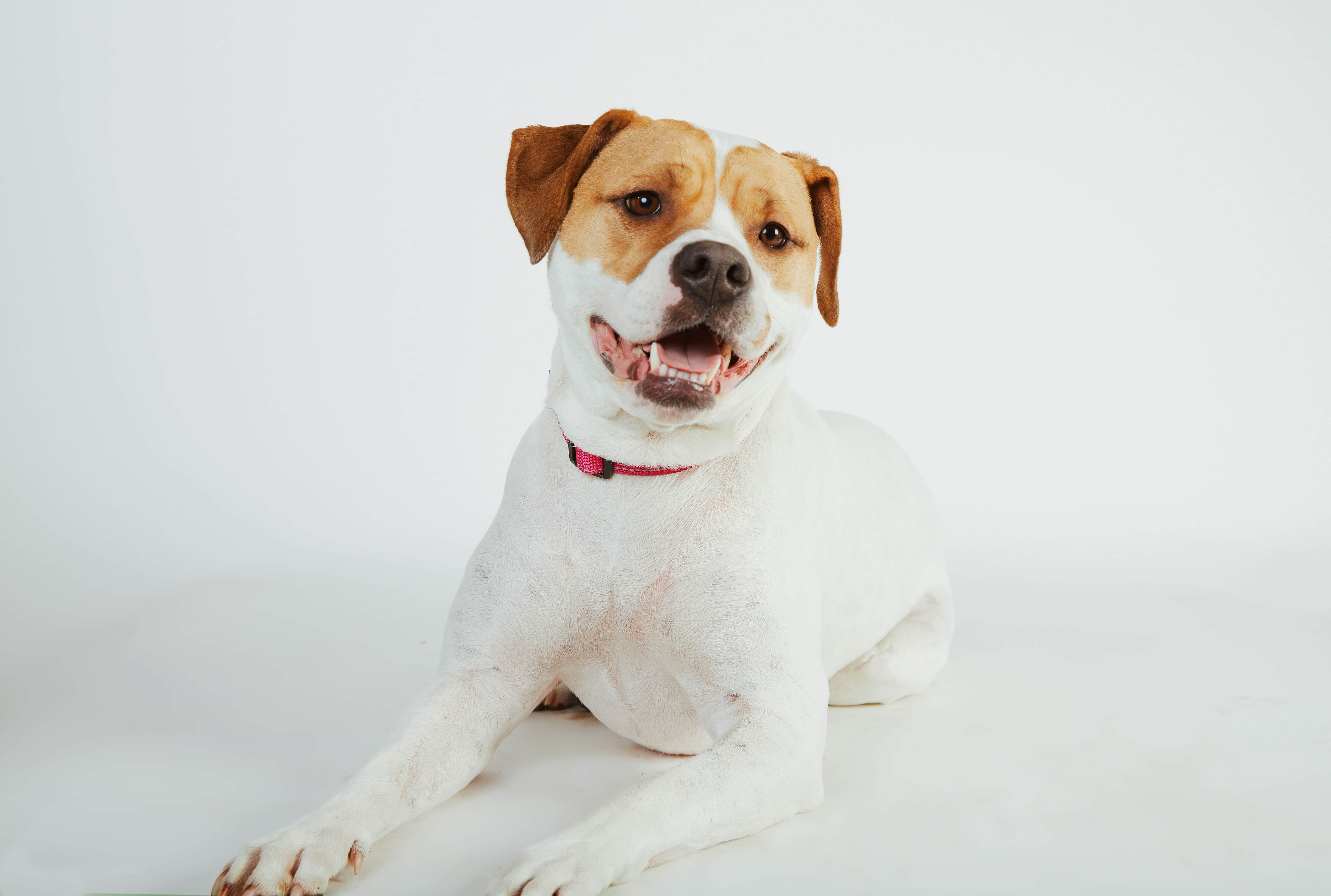 Zoe American Bulldog Christchurch dog photography